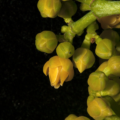 Rinorea oblongifolia Flower and flower buds.