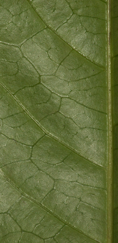 Rinorea oblongifolia Venation, lower leaf surface.