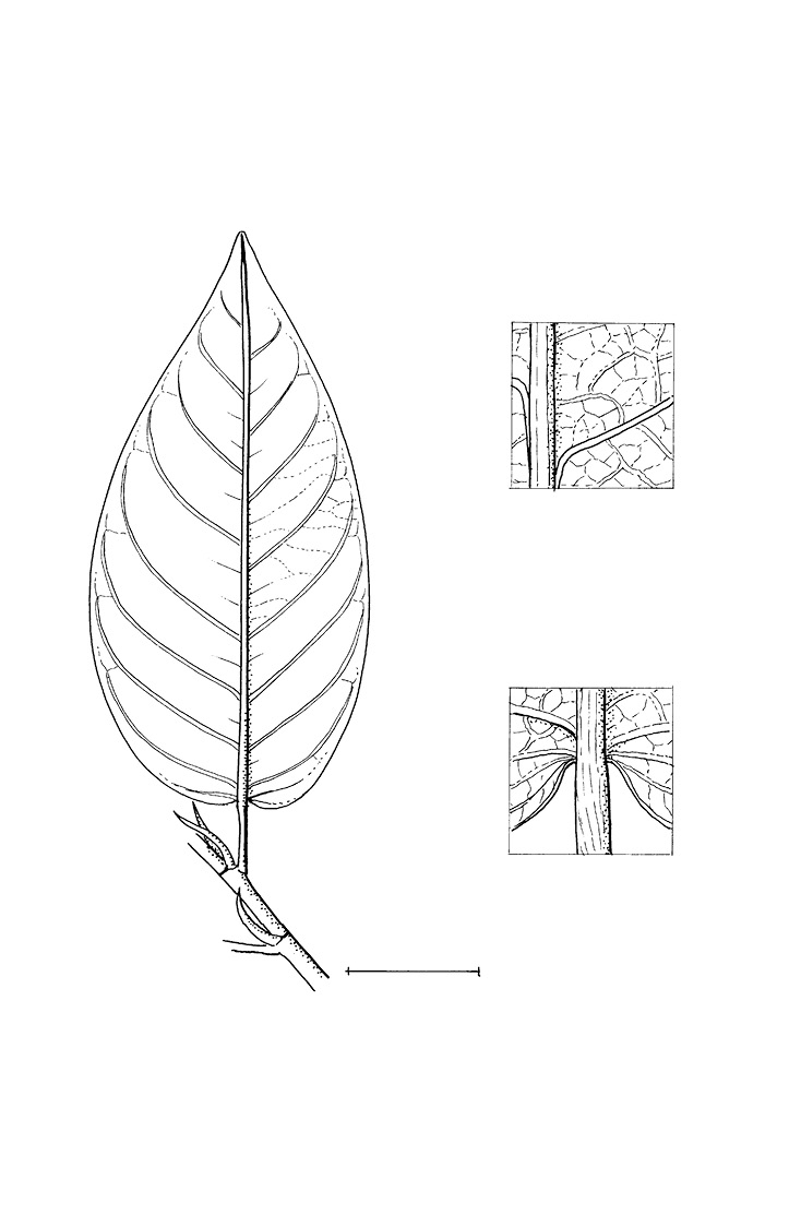 line image of Irvingia smithii
