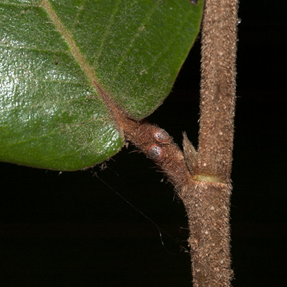 Parinari congensis Leaf base, upper surface, glands on petiole and stipular scar.