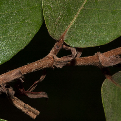 Parinari congensis Young leaves with stipules.