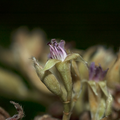 Parinari congensis Flower.