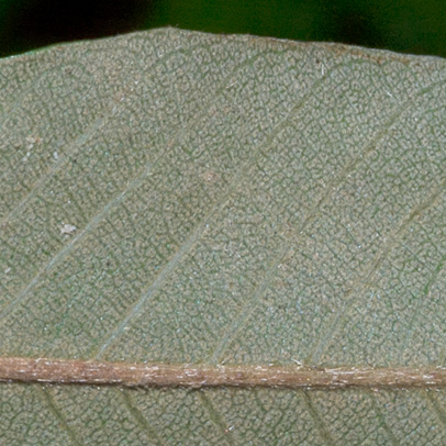 Parinari congensis Midrib and venation, leaf lower surface.