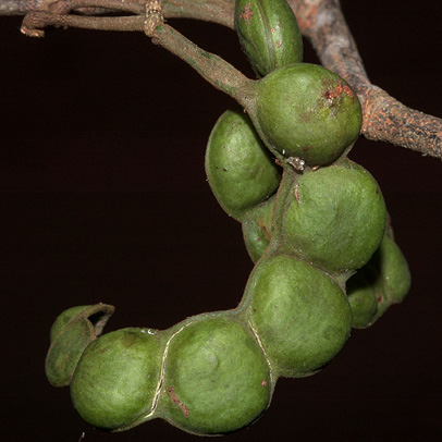 Cathormion altissimum Unripe fruit.