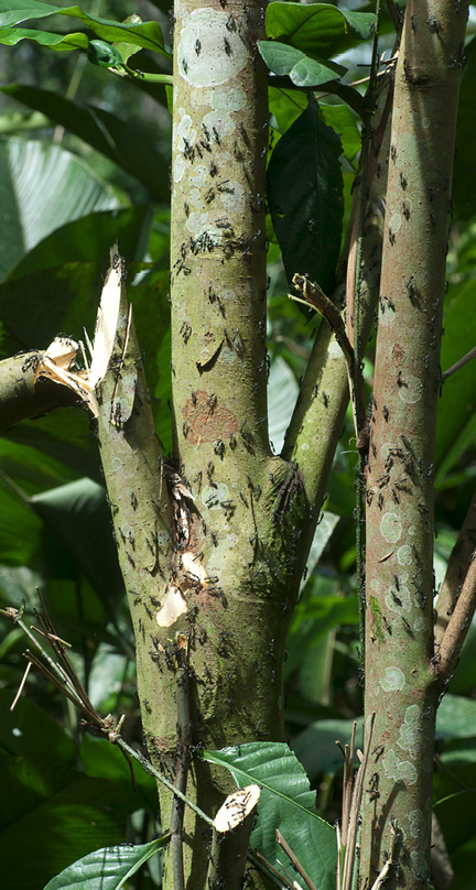 Barteria fistulosa Multiple trunks, covered in ants.