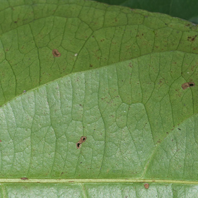 Barteria fistulosa Midrib and venation, leaf lower surface.