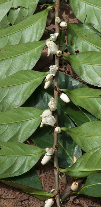 Barteria fistulosa Leafy branch with flowers.