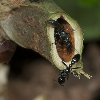 Barteria fistulosa Cut, hollow twig with ants.