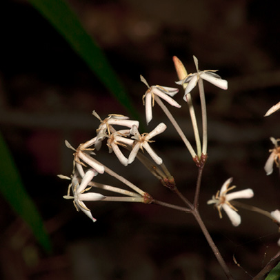 Ixora guineensis Immature fruits