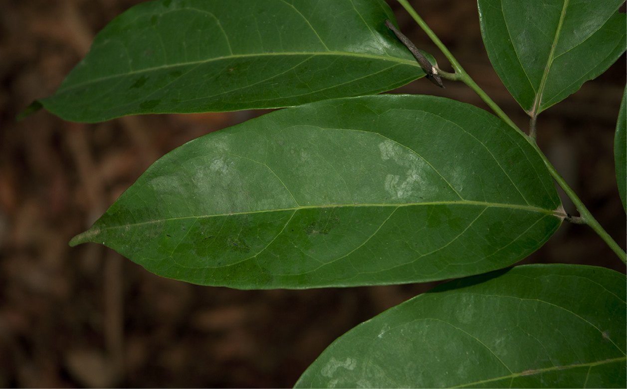 Diospyros iturensis leaf, upper surface.