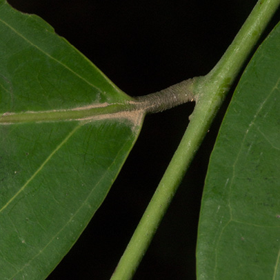 Diospyros iturensis Leaf base, upper surface.