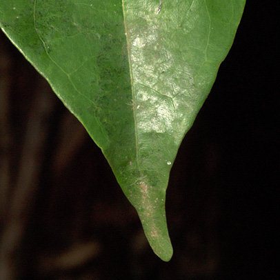 Diospyros iturensis Sommet de feuille, face supérieure.