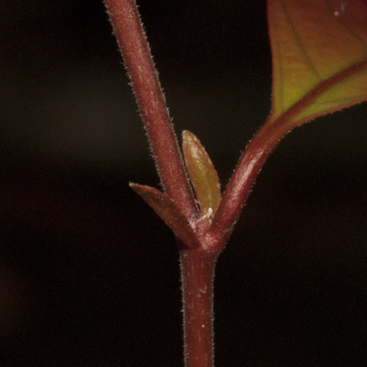 Homalium longistylum Stipules.