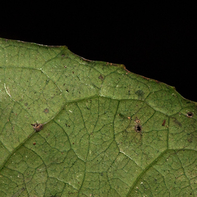 Homalium longistylum Leaf margin, lower surface.