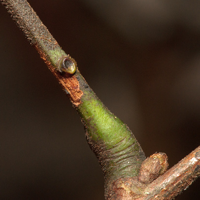 Cathormion altissimum Gland at base of petiole.