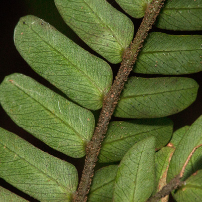 Cathormion altissimum Leaflets, lower surface.