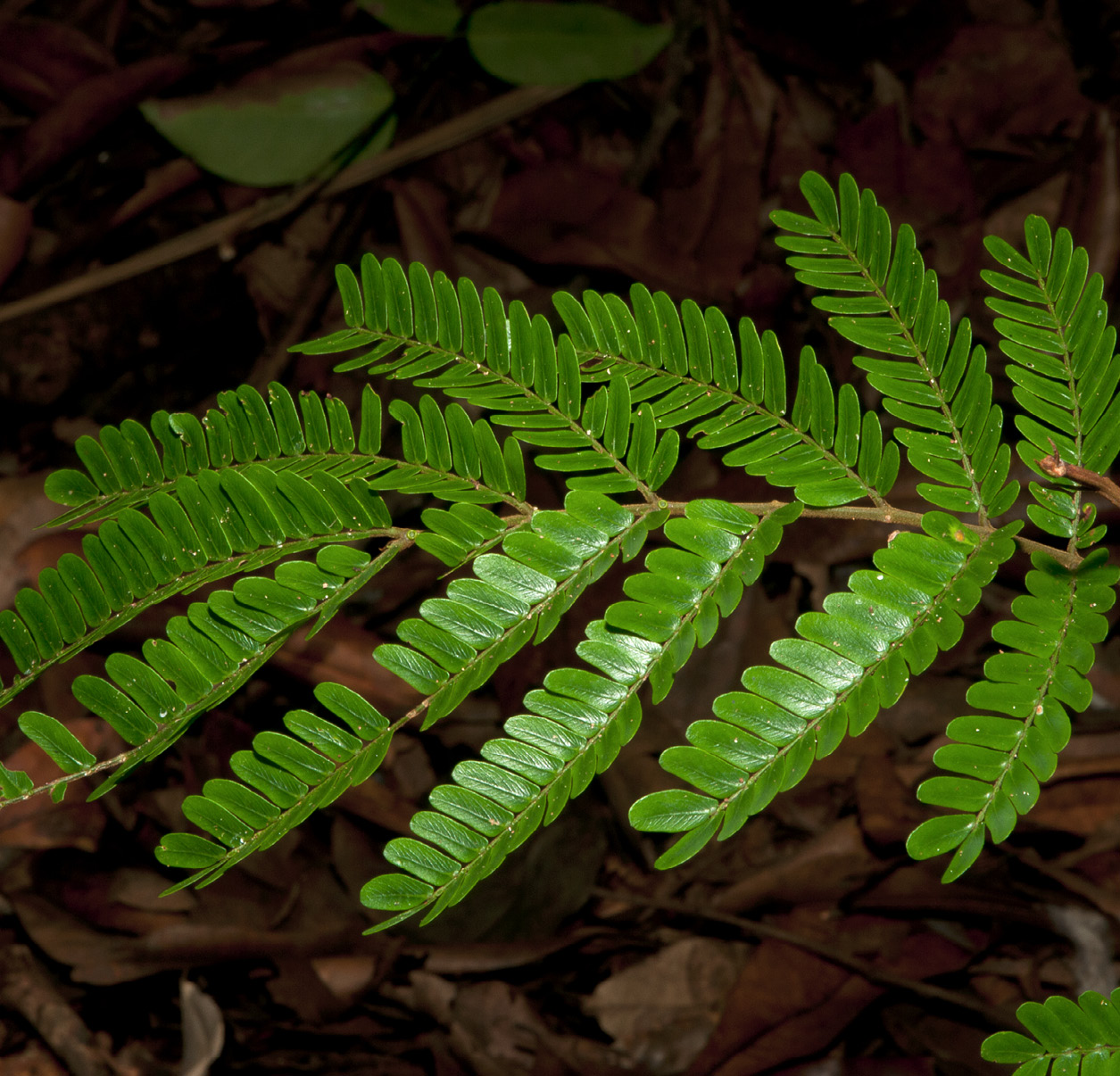 Cathormion altissimum Leaf.