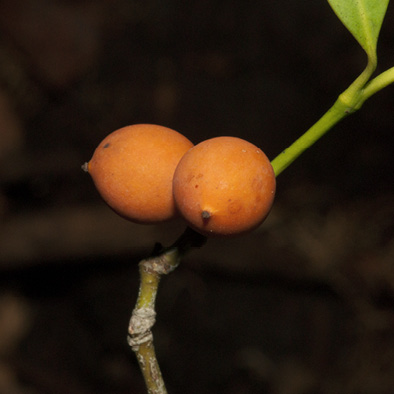 Garcinia ovalifolia Ripe fruit.
