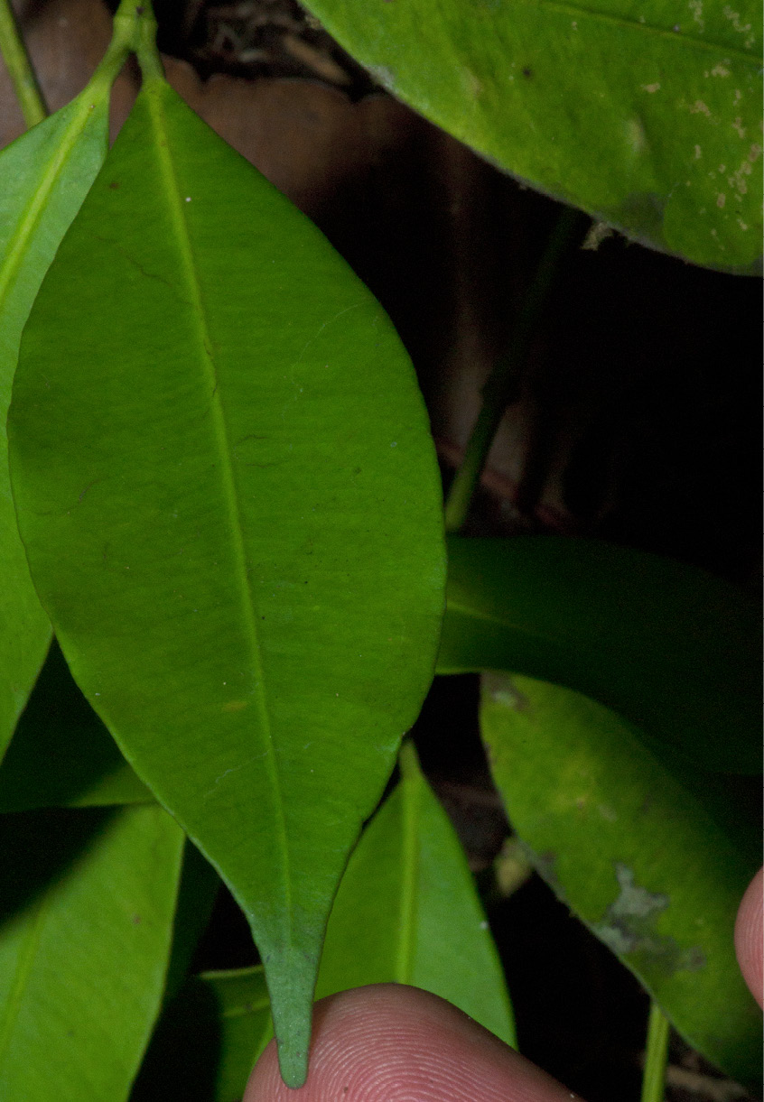 Garcinia ovalifolia Leaf, upper surface.