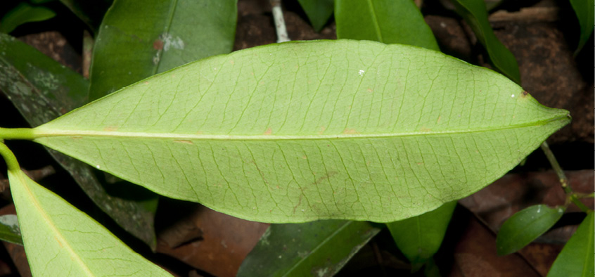 Garcinia ovalifolia Leaf base, lower surface.