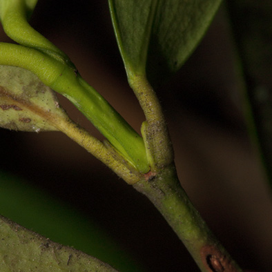 Garcinia ovalifolia Petioles.