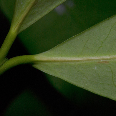 Garcinia ovalifolia Leaf, lower surface.