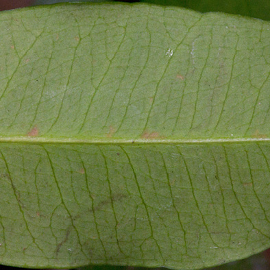 Garcinia ovalifolia Midrib and venation, leaf lower surface.