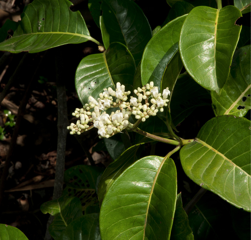 Psychotria djumaensis Inflorescence.