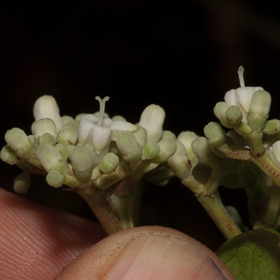 Psychotria djumaensis Flowers.