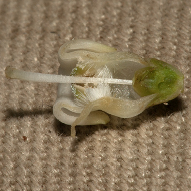 Psychotria djumaensis Dissected flower.