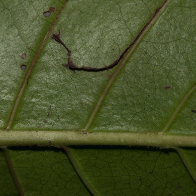 Psychotria djumaensis Midrib and venation, leaf lower surface.