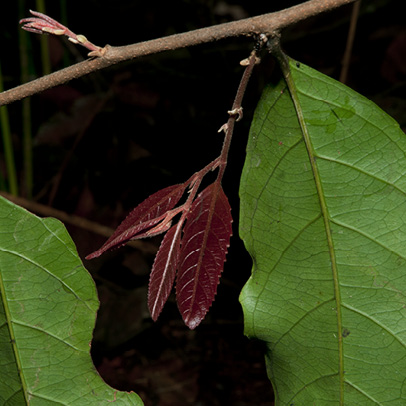 Homalium longistylum Young and mature leaves.