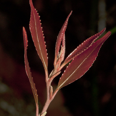 Homalium longistylum Flushing, young leaves.