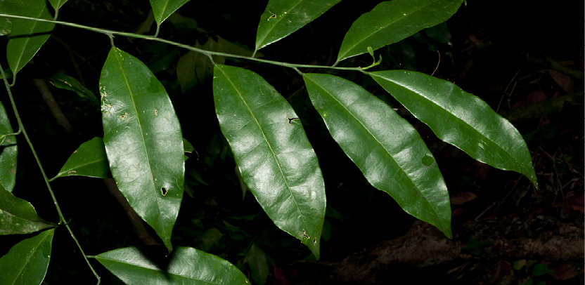 Aptandra zenkeri Leafy shoot.