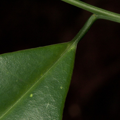 Aptandra zenkeri Leaf base, upper surface.