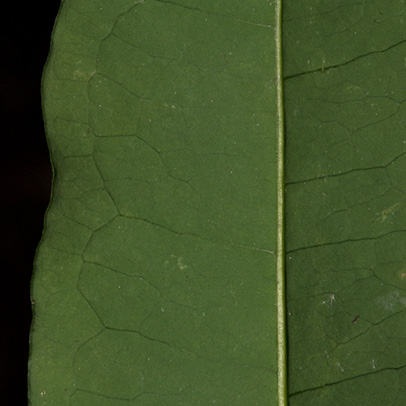 Aptandra zenkeri Midrib and venation, leaf lower surface.