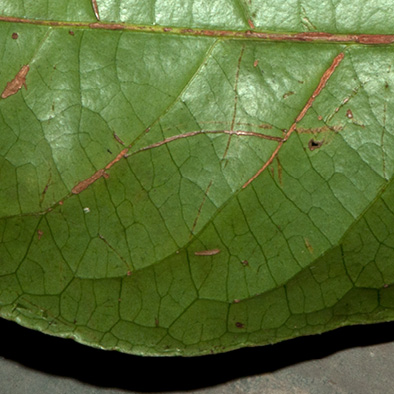 Barteria fistulosa Midrib and venation, leaf lower surface.