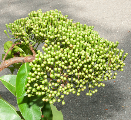 Maranthes glabra Terminal inflorescence in bud.