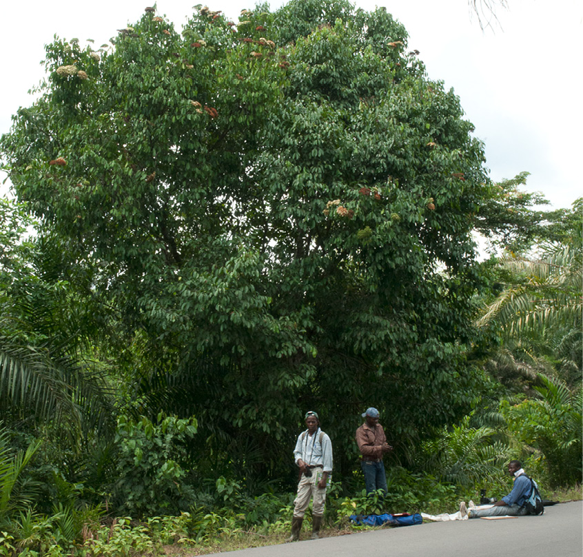 Maranthes glabra Tree.