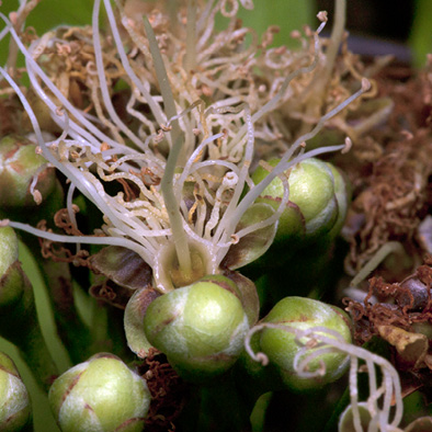 Maranthes glabra Flowers.