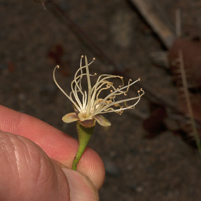 Maranthes glabra Flower.