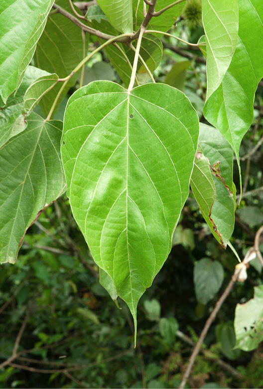 Caloncoba welwitschii Leaf, upper surface.