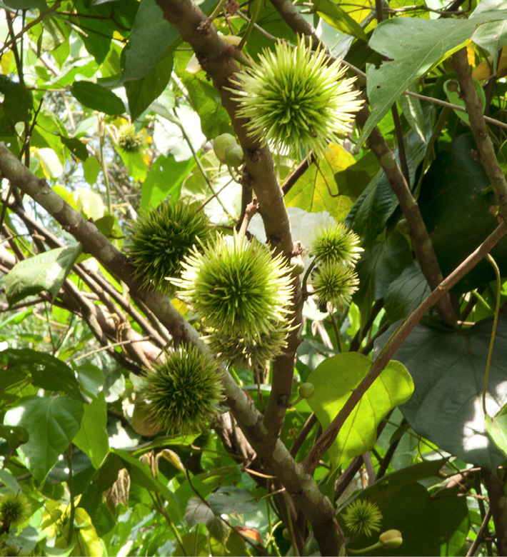 Caloncoba welwitschii Immature fruit.