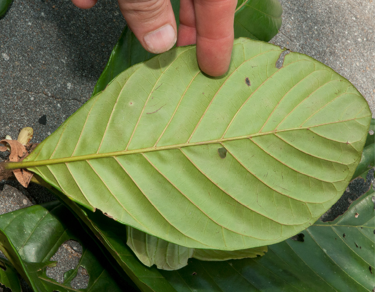 Aoranthe cladantha Leaf, lower surface.