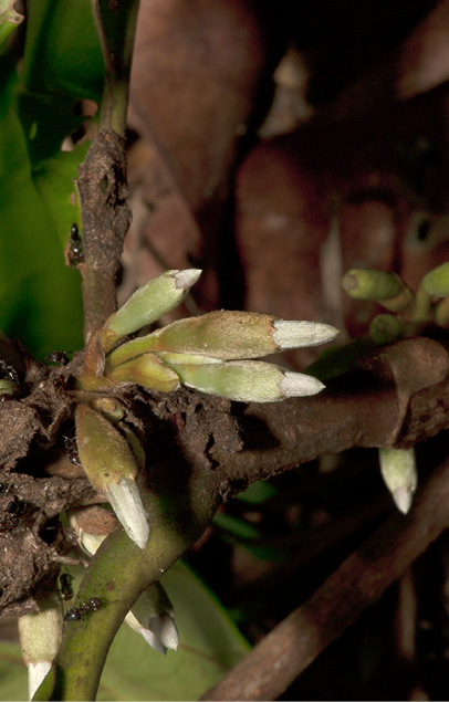 Aoranthe cladantha Flower buds.