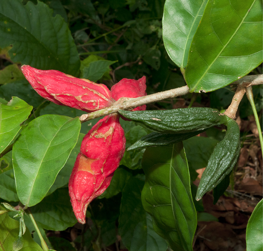 Cola urceolata Ripe and unripe fruits.