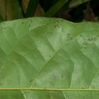 Cola urceolata Midrib and venation, leaf lower surface.