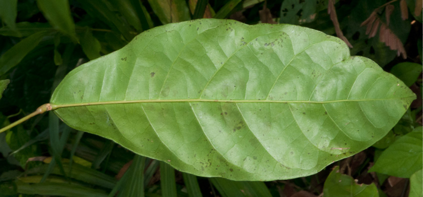 Cola urceolata Leaf, lower surface.