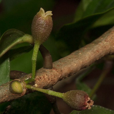 Cola urceolata Flowers.