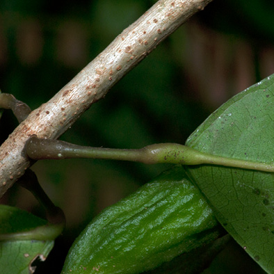 Cola urceolata Petiole.